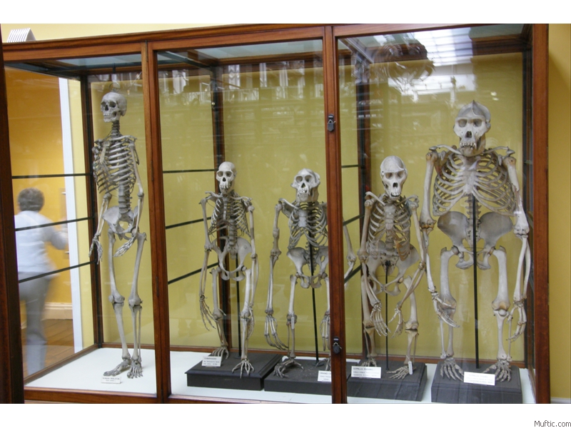 Natural History Museum