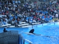 Sea World Orlando FL
