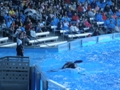 Sea World Orlando FL