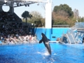 Sea World Orlando FL