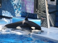 Sea World Orlando FL