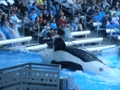 Sea World Orlando FL