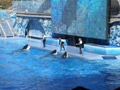 Sea World Orlando FL