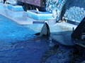 Sea World Orlando FL