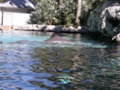 Sea World Orlando FL