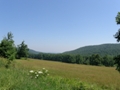 P7050206