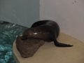 Niagara Falls Aquarium