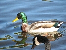 Round Lake, NJ